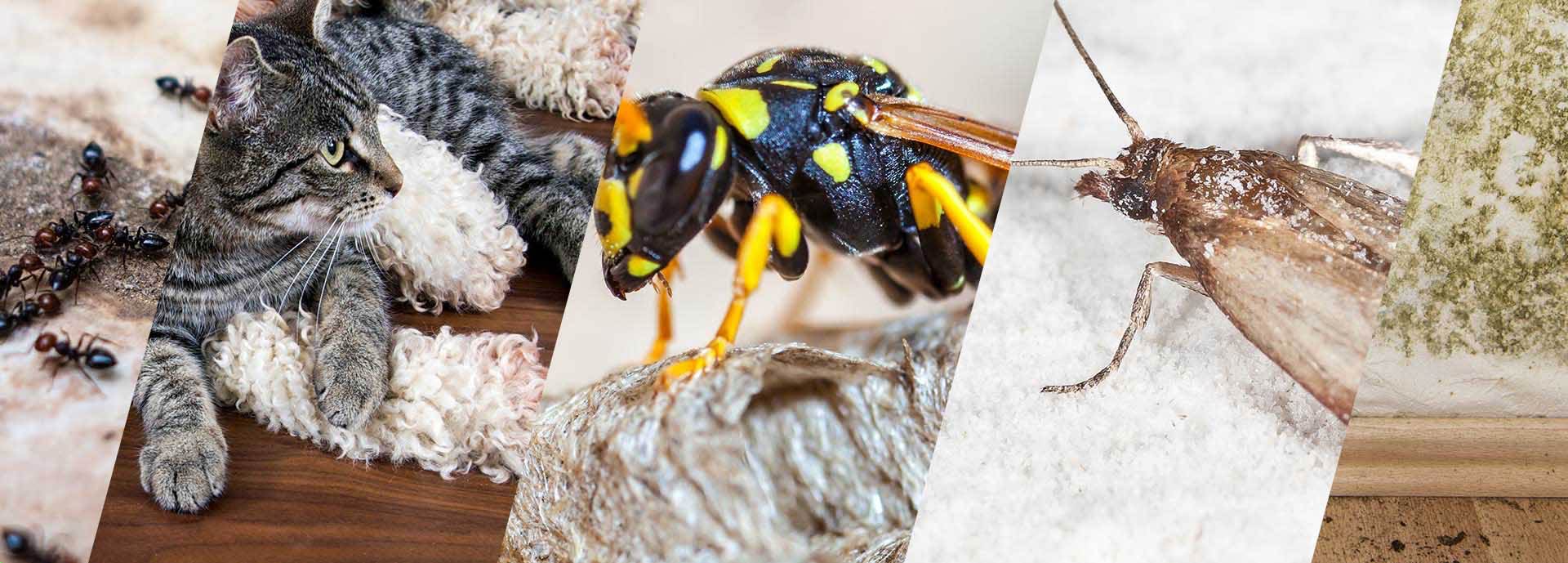 Kammerjäger für Coburg