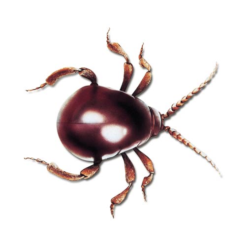 Kugelkäfer Kugelkäfer