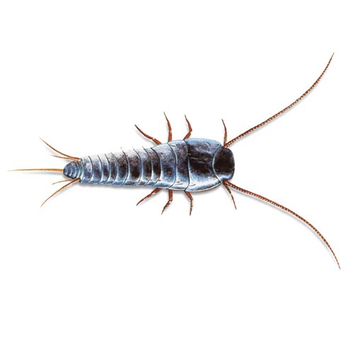 Silberfischchen